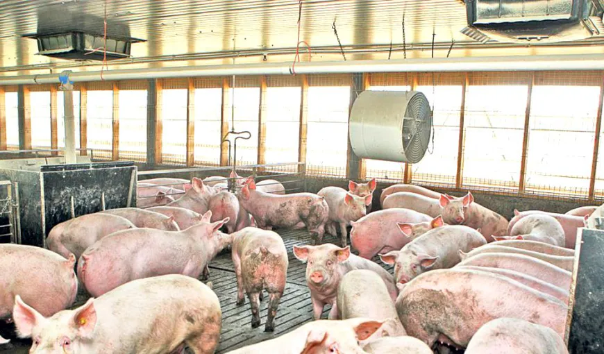 40.000 de porci vor fi SACRIFICAŢI la Tulcea, după depistarea unui focar de pestă porcină africană la o fermă