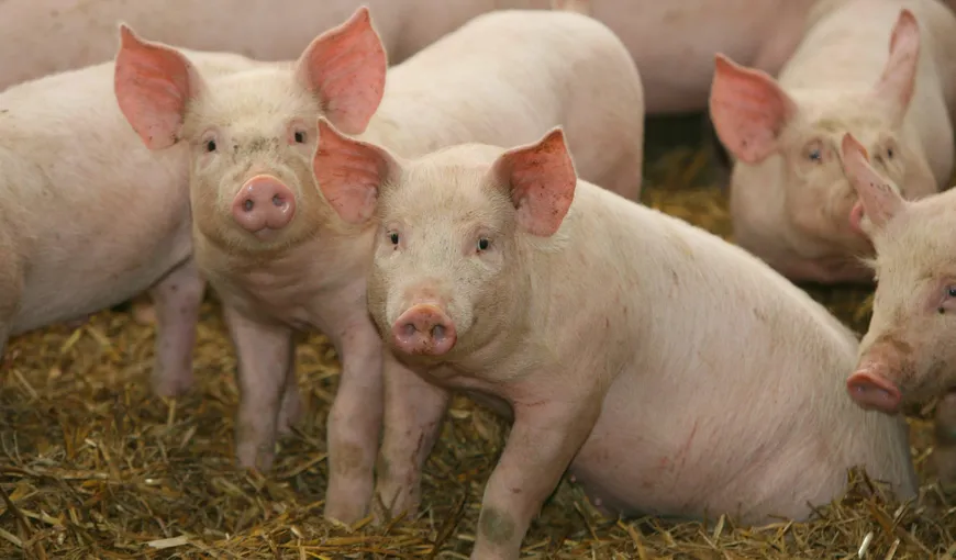 ANSVSA: Pesta Porcină Africană confirmată într-un abator aparţinând unei ferme din judeţul Tulcea
