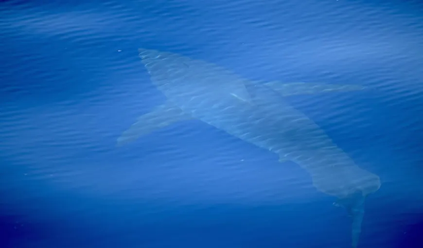 Un uriaş rechin alb a fost observat în Mediterana. Este o raritate a ultimilor 30 de ani