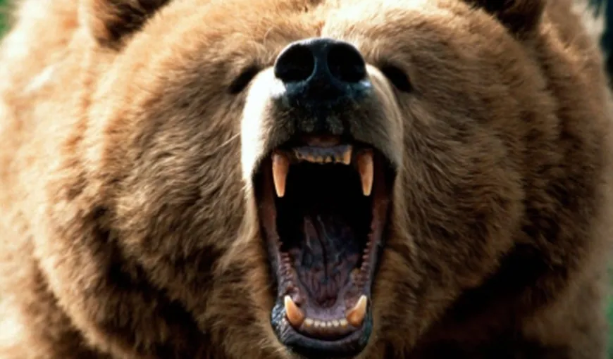 Ministrul Mediului despre problema urşilor: „Nu o să îmi fie frică să emit un ordin de ministru privind vânătoarea” VIDEO