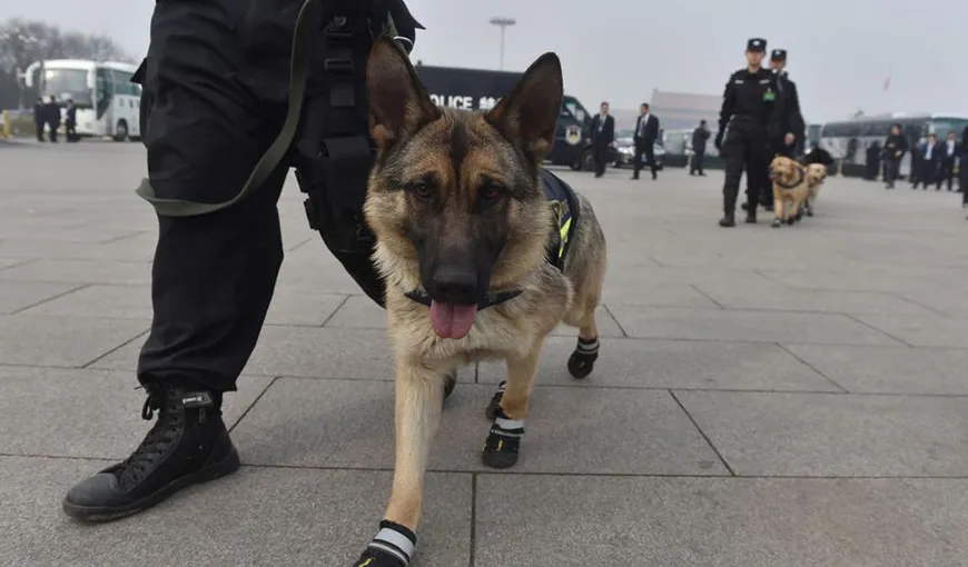 Iniţiativă inedită: Câinii poliţişti au fost dotaţi cu încălţăminte pentru a fi protejaţi de asfaltul încins