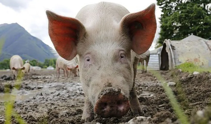Focar de pestă porcină africană, confirmat în judeţul Sălaj