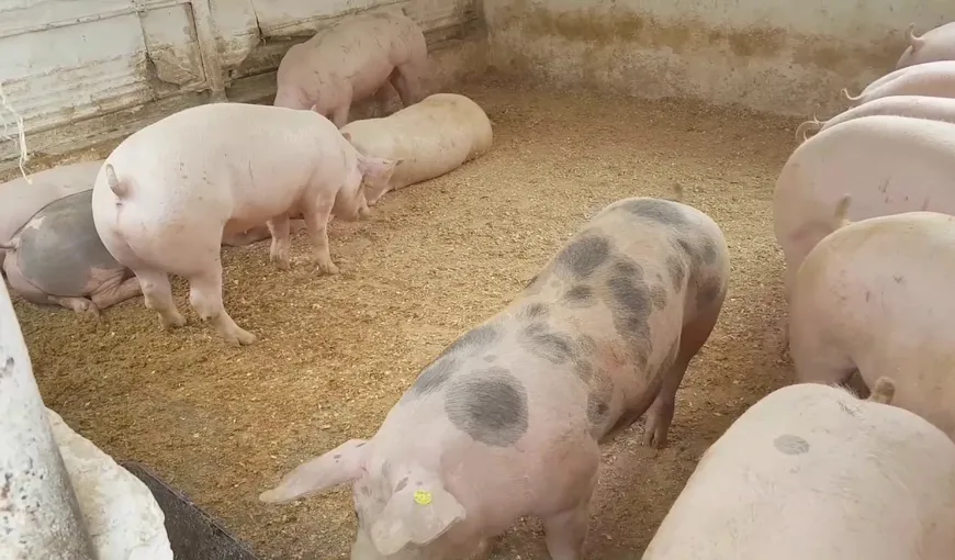 ANSVSA: Primele plăţi compensatorii au ajuns la crescătorii de porci afectaţi de pierderea animalelor