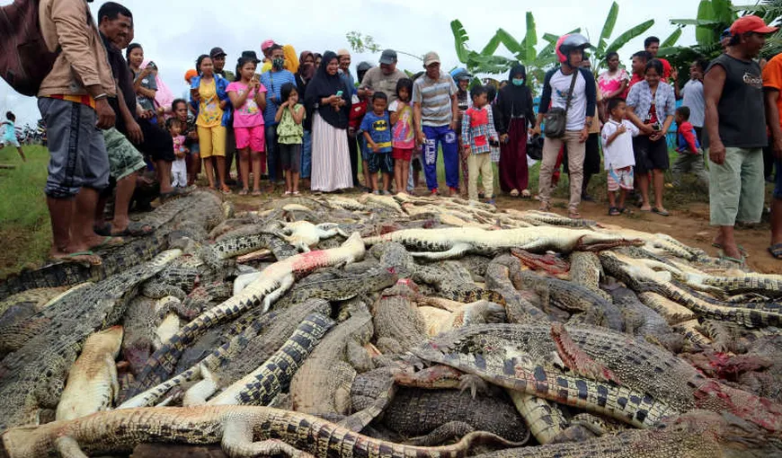 Scandal în Indonezia: 300 de crocodili masacraţi după ce o reptilă a ucis un om