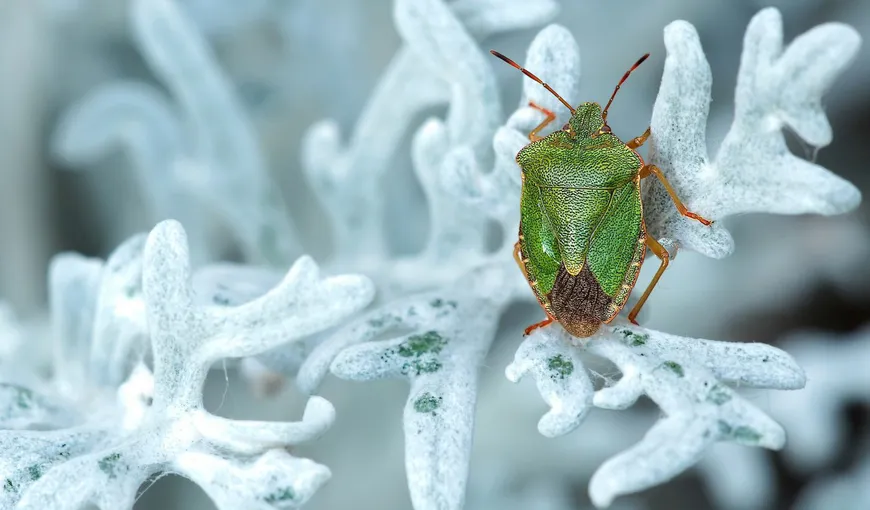 21 de trucuri naturale ca să scapi de insecte şi dăunatori