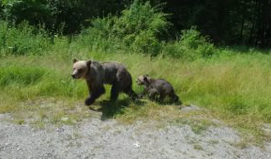 Urşi îndepărtaţi de jandarmi din Miercurea Ciuc şi Băile Tuşnad