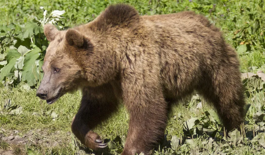 Ministrul Mediului: Niciun stat nu doreşte să accepte nici măcar un urs din România