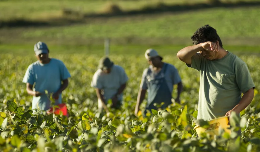 Şaisprezece muncitori agricoli străini, morţi în Italia