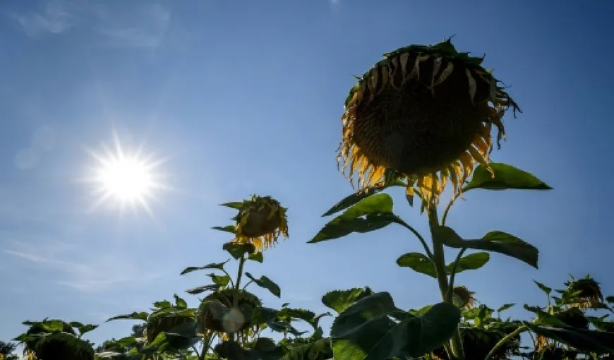 PROGNOZA METEO PE TREI ZILE. Început de august cu temperaturi în prag de CANICULĂ. Vreme foarte caldă în toată ţara