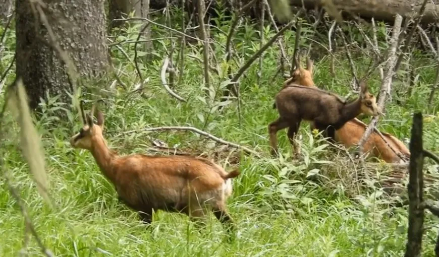 Iezi şi capre negre, într-o pădure din Parcul Natural Bucegi VIDEO