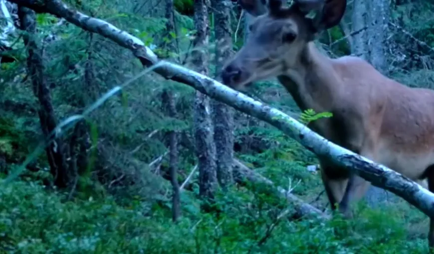 Un cerb superb, filmat într-o pădure din Parcul Natural Putna Vrancea VIDEO