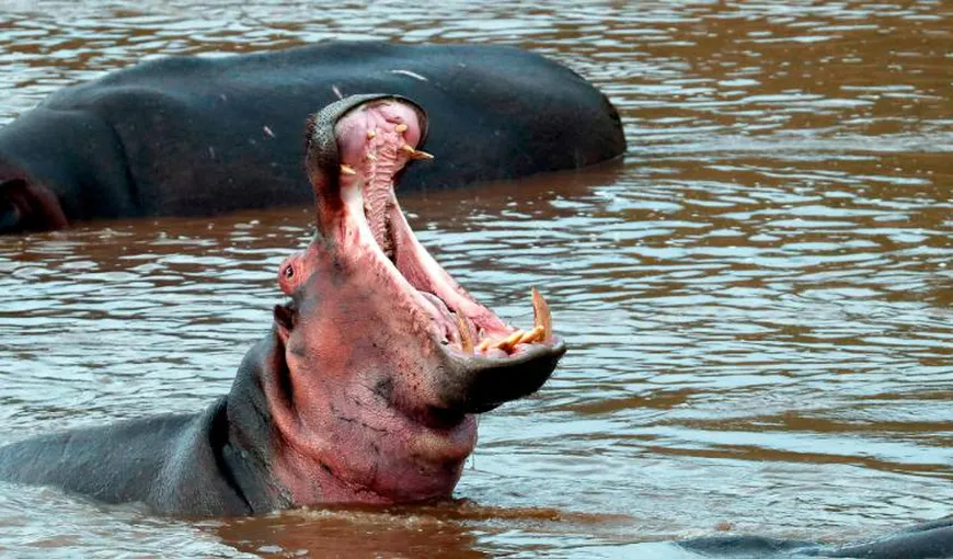 A vrut să fotografieze un hipopotam, dar a sfârşit în gura acestuia. Soarta tragică a unui turist, în Kenya