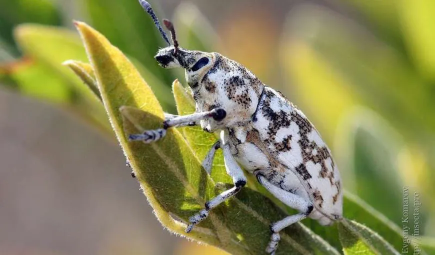 O nouă specie de insectă descoperită în România