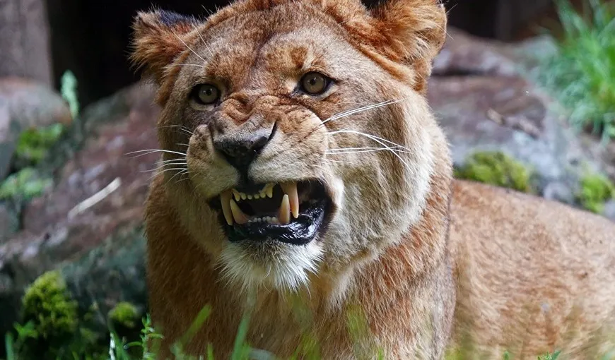 Imagine înfricoşătoare. Un leu vrea să atace un un copil la grădina zoologică din Dubai VIDEO