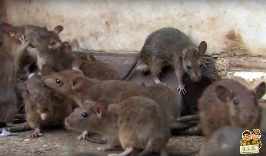 Şobolani filmaţi lângă Primăria Arad. Este focar de infecţie, un risc pentru sănătatea publică