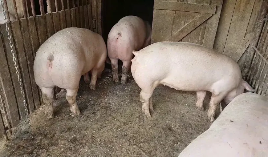 Caz de antrax la porc, confirmat într-o gospodărie din Botoşani