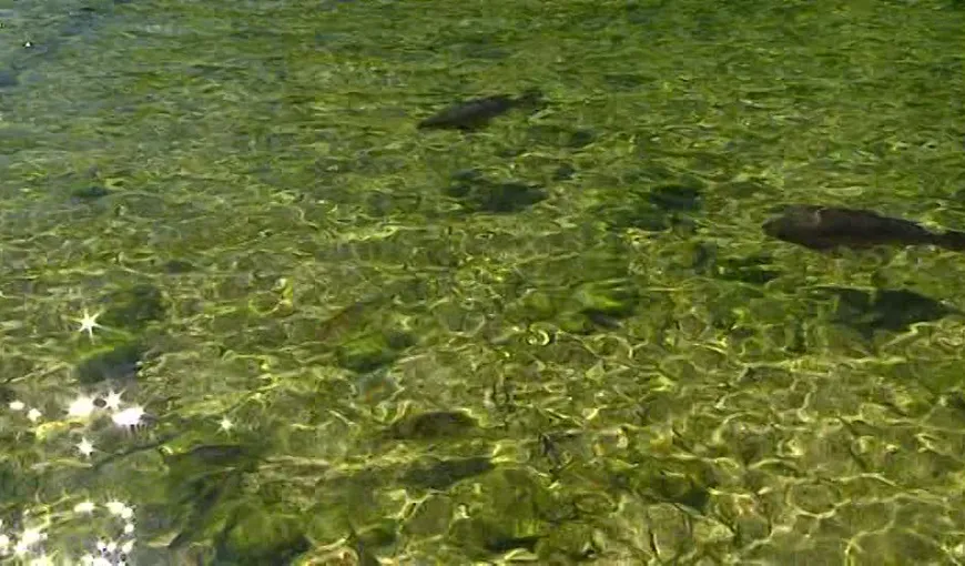 Autorităţile germane pompează oxigen în lac pentru ca peştii să nu moară