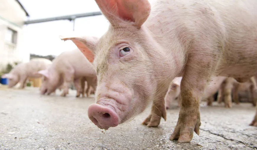 Pesta porcină, confirmată la TEBU Brăila, cea mai mare fermă din România şi a doua din Europa. 140.000 de porci vor fi eutanasiaţi