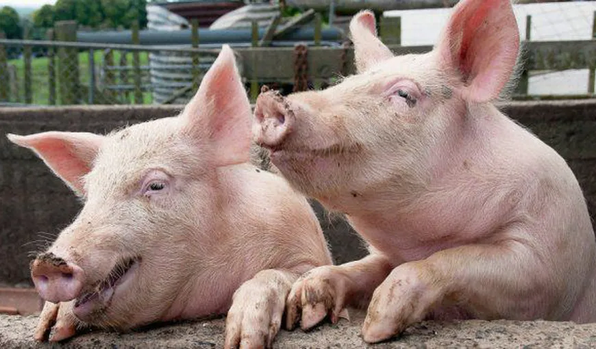 PESTA PORCINĂ. 35.000 de porci, sacrificaţi într-o fermă din judeţul Brăila