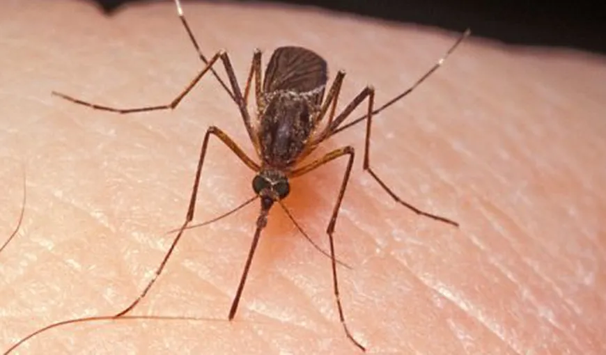 Virusul West Nile, confirmat la un pacient din Satu Mare