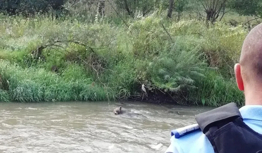 Imagini dramatice cu ultimele clipe de viaţă ale unui urs, surprinse la Băile Tuşnad VIDEO