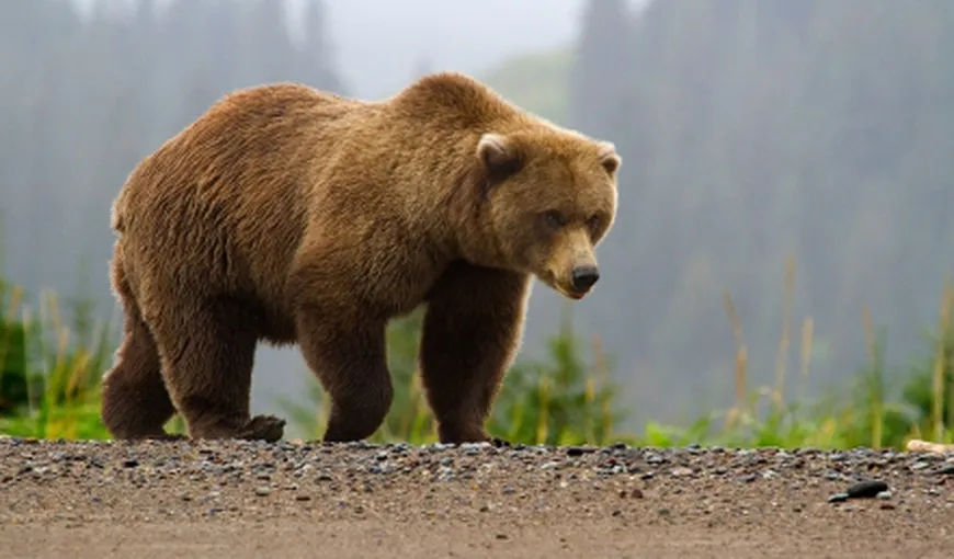 Un urs prins într-un laţ, eliberat în pădure. Veterinarii au fost nevoiţi să-i amputeze o labă