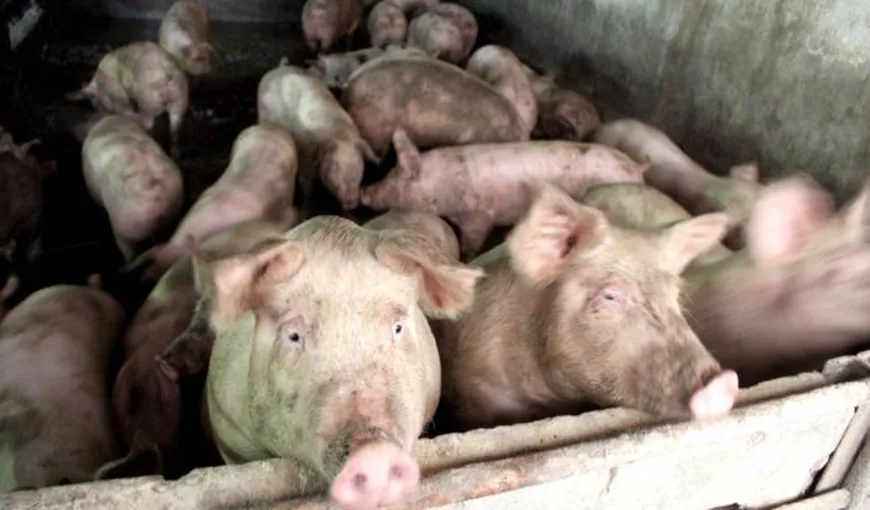 A fost confirmat primul caz de pestă porcină africană în Teleorman