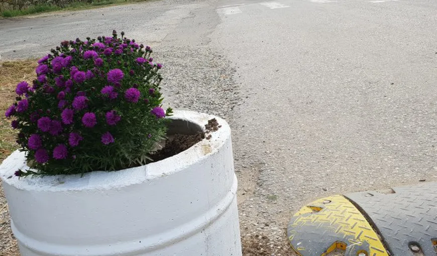 Hoţi de flori căutaţi de „poliţia” facebook la Arad