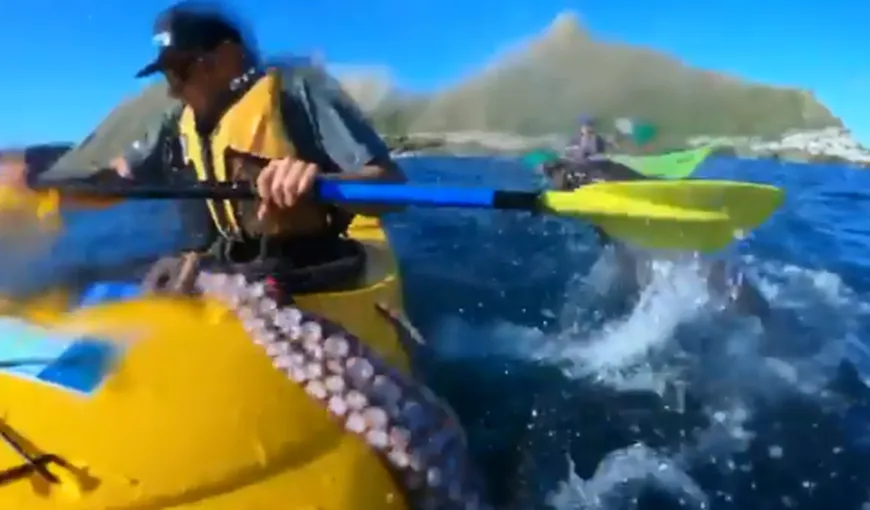 O înregistrare în care o focă aruncă o caracatiţă spre un bărbat într-un caiac a devenit virală pe internet VIDEO