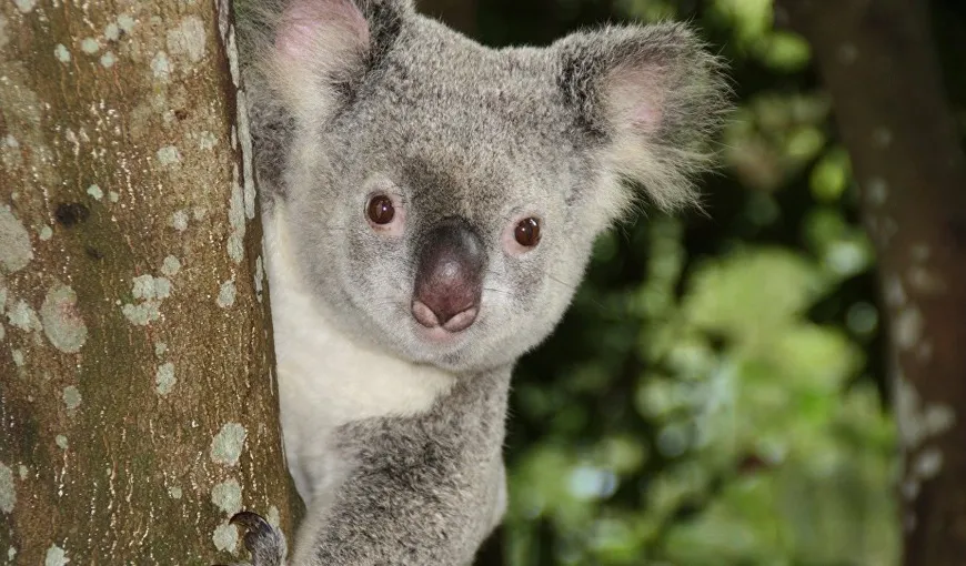 Un koala la farmacie. Simpaticul animal tinde să devină client fidel al locului VIDEO