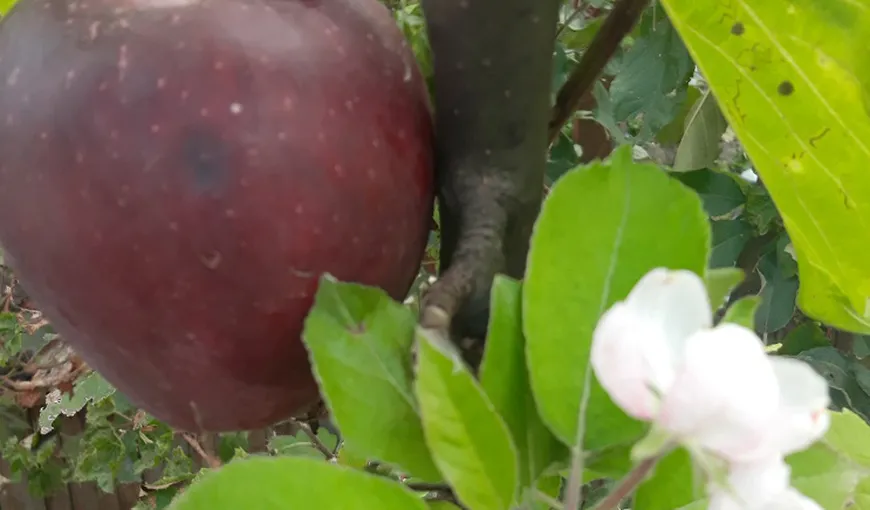 Ştirea cititorului: Măr înflorit la sfârşitul lunii septembrie GALERIE FOTO
