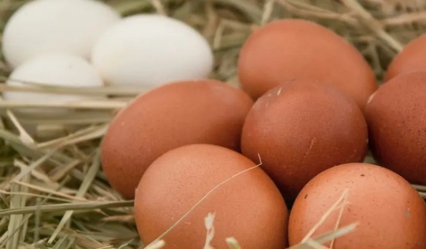 Ouă cu coajă albă sau maronie? Experţii spun care e diferenţa