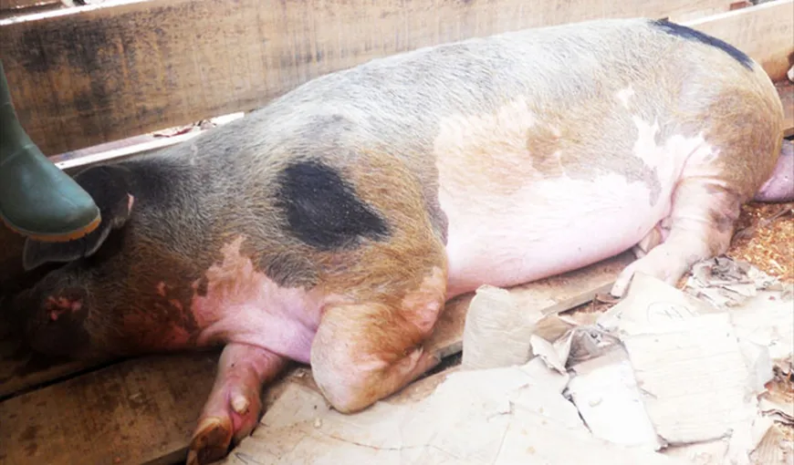 Pesta porcină: Ministerul Agriculturii a luat măsuri urgente de protecţie a crescătorilor de porci