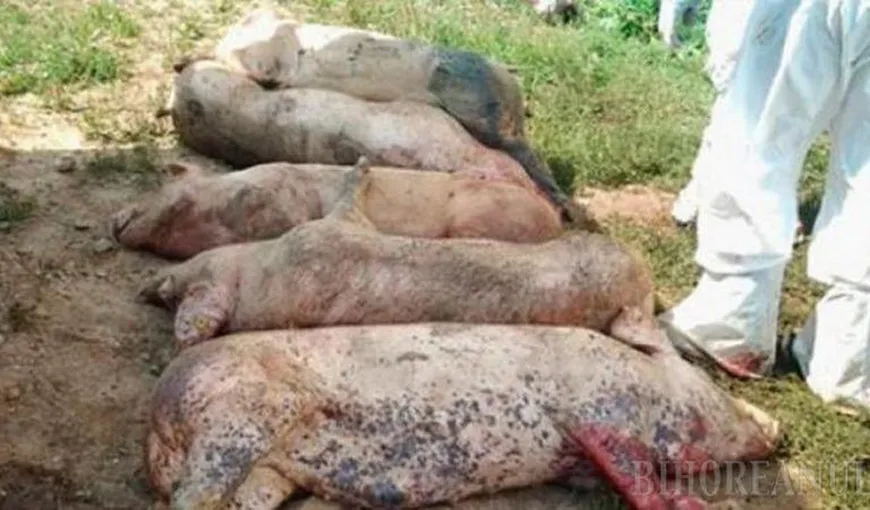Comisarul european pentru Agricultură: Pesta porcină africană trebuie luată foarte în serios