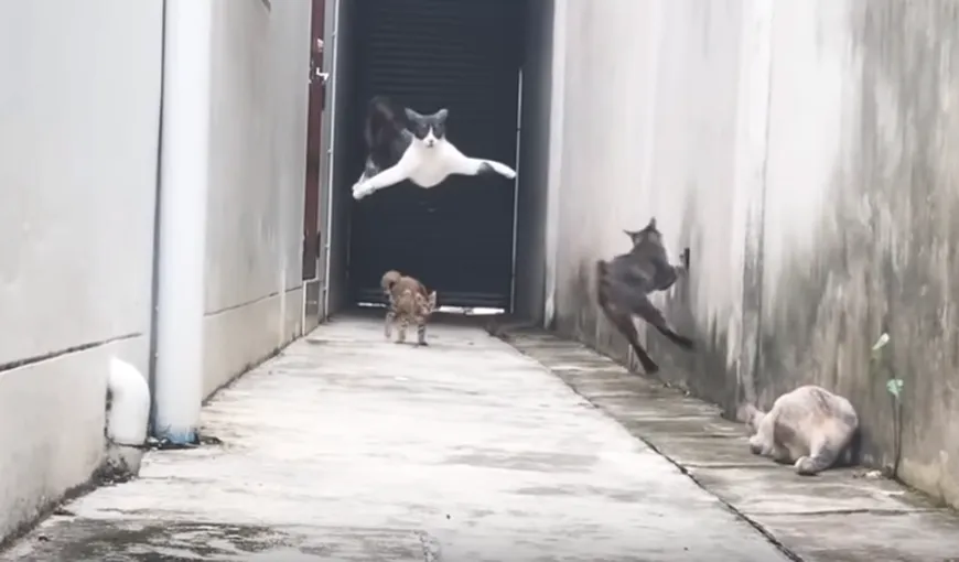 Marea evadare. Cu spatele la zid o pisică scapă spectaculos de atacul altor trei feline VIDEO