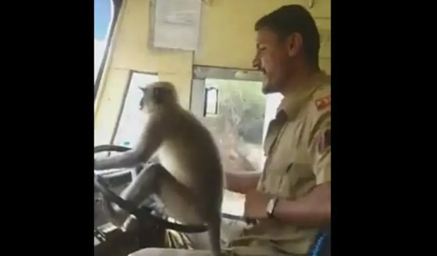 O maimuţă conduce un autobuz plin cu călători. Imagini incredibile surprinse în traficul din India VIDEO