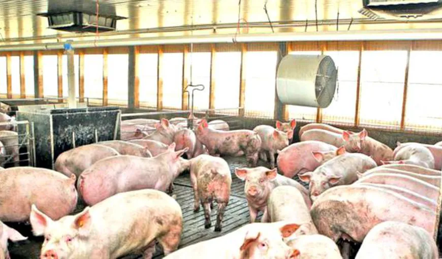 Încă un focar de pestă porcină africană la Rusăneşti. Opt porci au murit la o stână