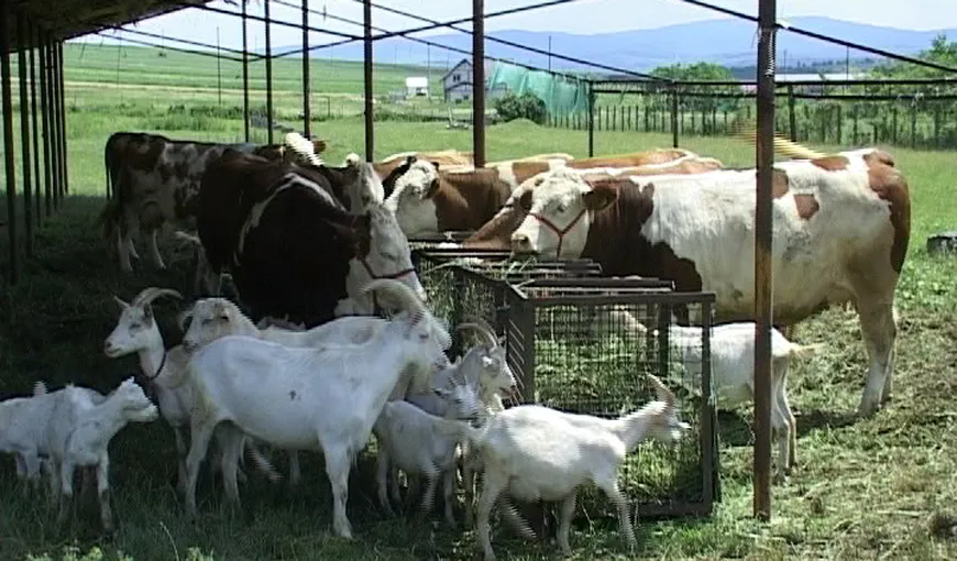 APIA plăteşte ajutorul de stat pentru beneficiarii din sectorul creşterii animalelor, începând de joi