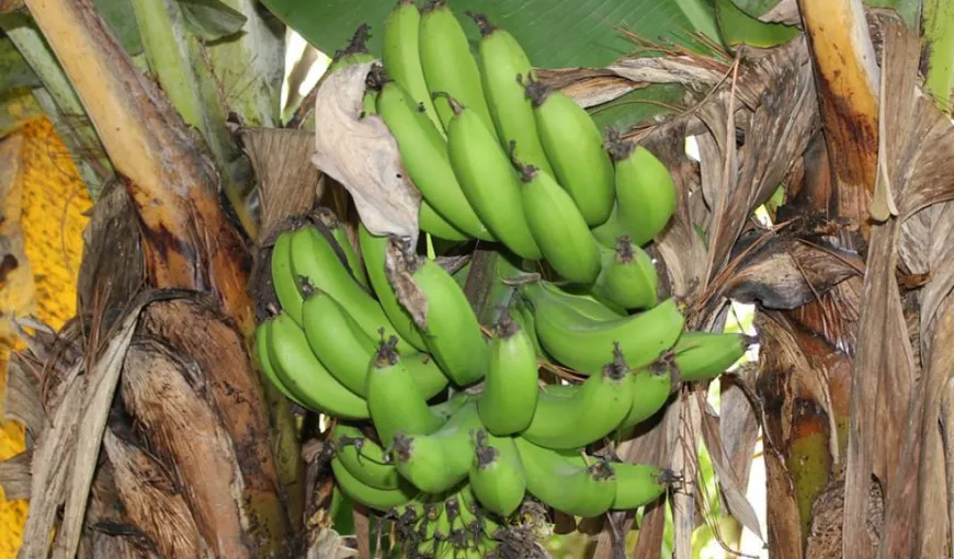 Dieta cu banane verzi, secretul unui trup perfect. Slăbeşte 4 kilograme, în doar câteva zile