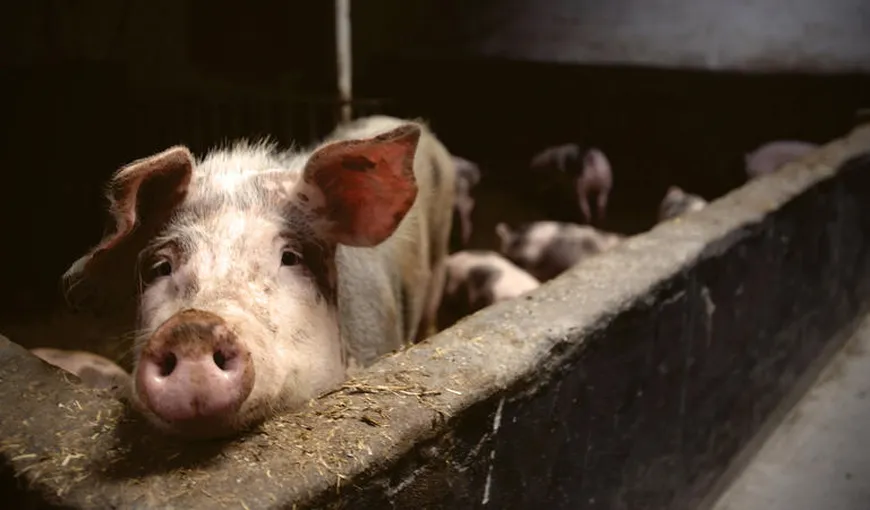 ANSVSA: Pesta Porcină Africană a fost confirmată într-o gospodărie din Maramureş