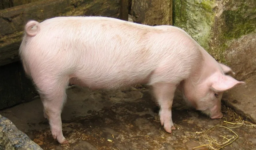 Porci santinelă în două din cele patru exploataţii afectate de virusul pestei africane, în Buzău