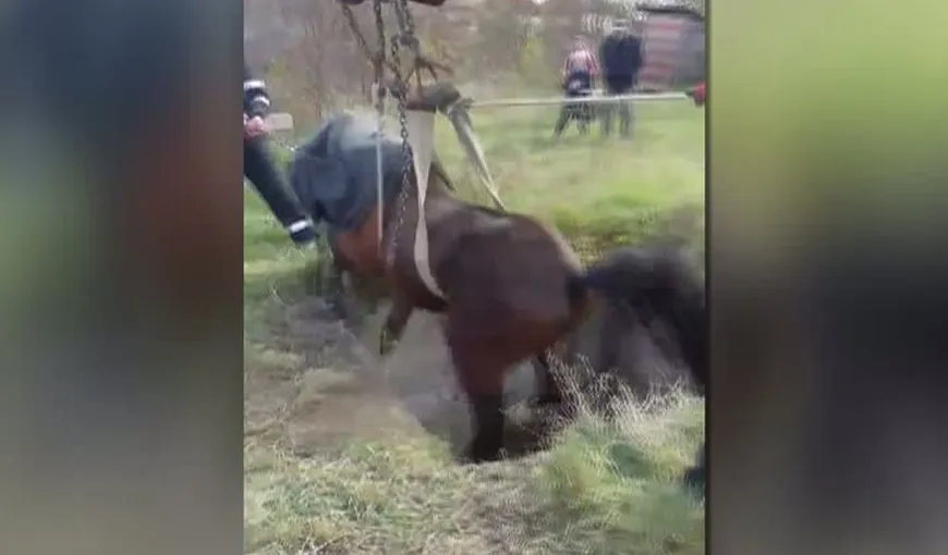 Un cal a fost salvat dintr-o fosă septică cu excavatorul de către pompieri VIDEO