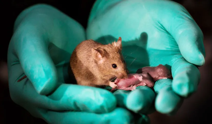 Şoareci născuţi din două mame, creaţi în laborator de cercetătorii din China