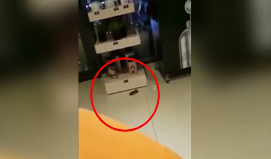 Un bărbat a filmat un şobolan care se plimba printr-o cafenea din mall VIDEO