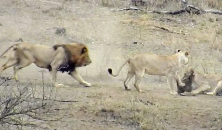 Un leu a salvat de la moarte un facocer. Regele animalelor a rămas până la urmă flămând VIDEO