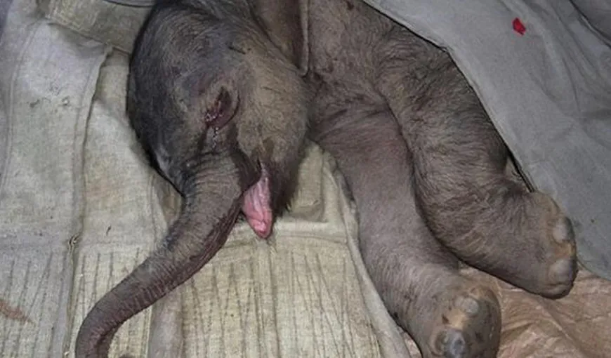 ŢI SE RUPE SUFLETUL! Un elefant nou-născut a plâns 5 ore după ce mama lui l-a respins! – VIDEO