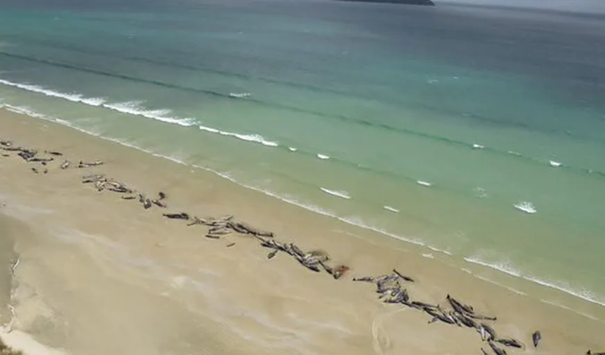 Aproape 150 de balene pilot au eşuat pe o plajă din Noua Zeelandă. Jumătate dintre ele au fost eutanasiate