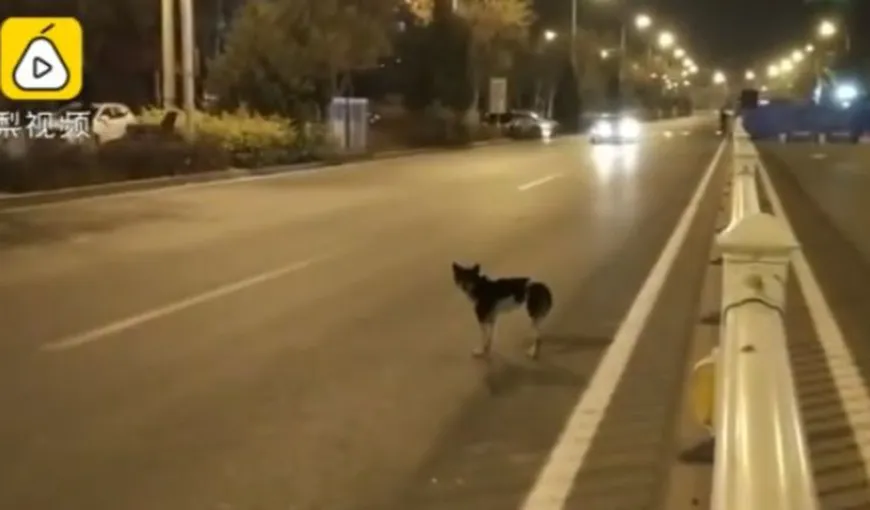 Un câine loial îşi aşteaptă stăpânul în acelaşi loc de 80 de zile VIDEO