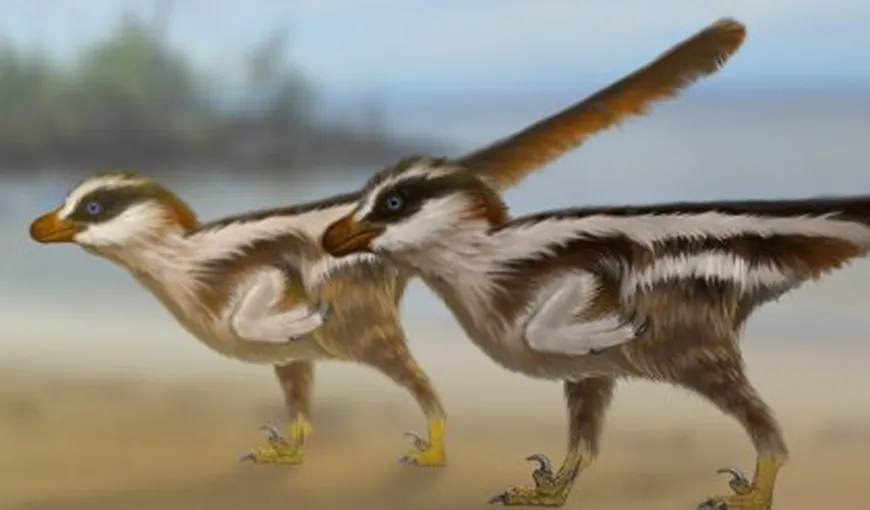 Au fost descoperite urmele celui mai mic dinozaur din lume. Acesta avea dimensiunile unei vrăbii şi tria în Asia VIDEO