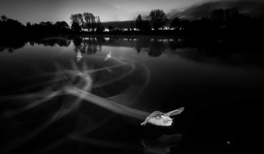 O imagine nocturnă cu lilieci fantomatici, câştigătoarea concursului British Wildlife Photography Awards
